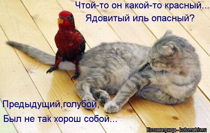 Котоматрица: Чтой-то он какой-то красный... Ядовитый иль опасный? Предыдущий,голубой, Был не так хорош собой...