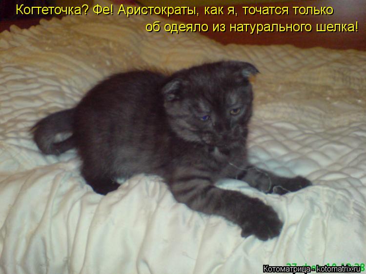 Котоматрица: Когтеточка? Фе! Аристократы, как я, точатся только об одеяло из натурального шелка!