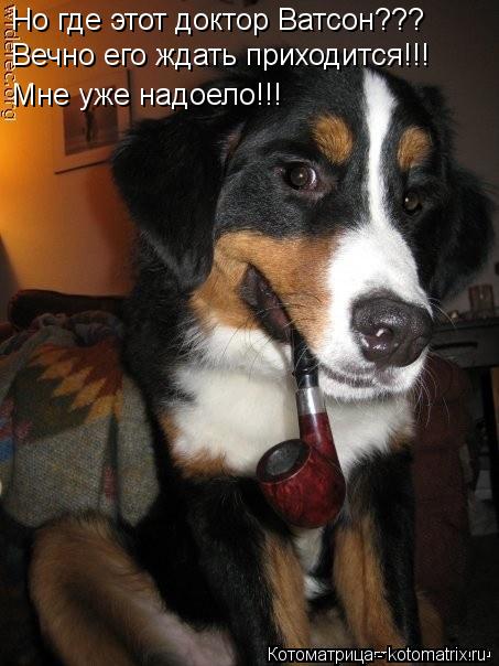 Котоматрица: Но где этот доктор Ватсон??? Вечно его ждать приходится!!! Мне уже надоело!!!