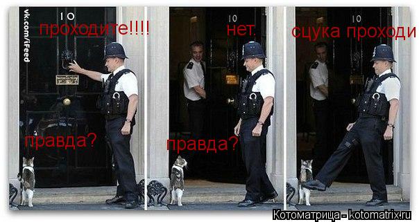 Котоматрица: проходите!!!! правда? нет. правда? сцука проходи
