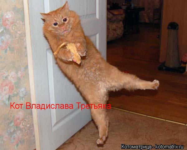 Котоматрица: Кот Владислава Третьяка