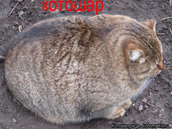 Котоматрица: котошар