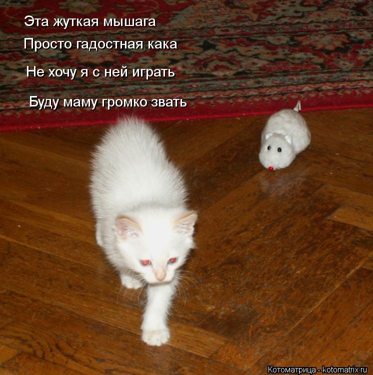 Котоматрица: Эта жуткая мышага Просто гадостная кака Не хочу я с ней играть Буду маму громко звать