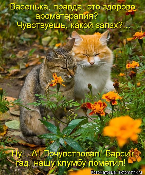 Котоматрица: - Васенька, правда, это здорово -  ароматерапия?  Чувствуешь, какой запах?... - Ну... А! Почувствовал! Барсик, гад, нашу клумбу пометил!