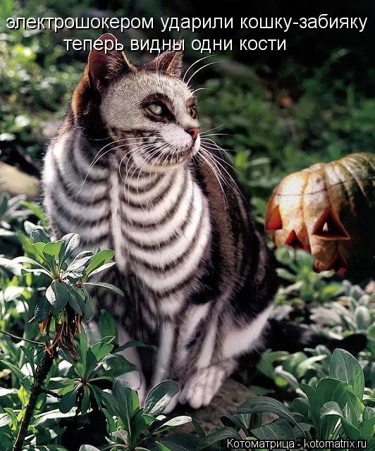 Котоматрица: электрошокером ударили кошку-забияку теперь видны одни кости