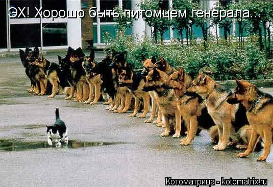 Котоматрица: ЭХ! Хорошо быть питомцем генерала...