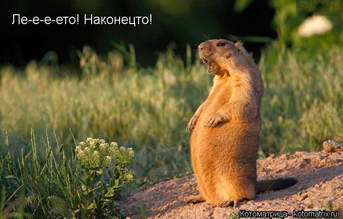 Котоматрица: Ле-е-е-ето! Наконецто!