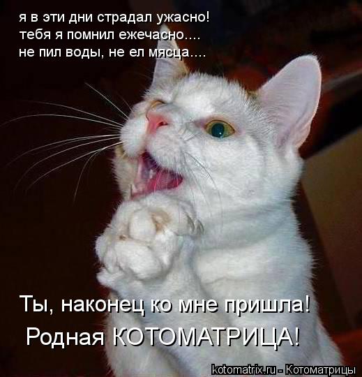 Котоматрица: я в эти дни страдал ужасно! тебя я помнил ежечасно.... не пил воды, не ел мясца.... Ты, наконец ко мне пришла! Родная КОТОМАТРИЦА!
