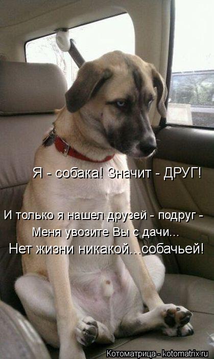 Котоматрица: Меня увозите Вы с дачи... Нет жизни никакой...собачьей! Я - собака! Значит - ДРУГ! И только я нашел друзей - подруг -