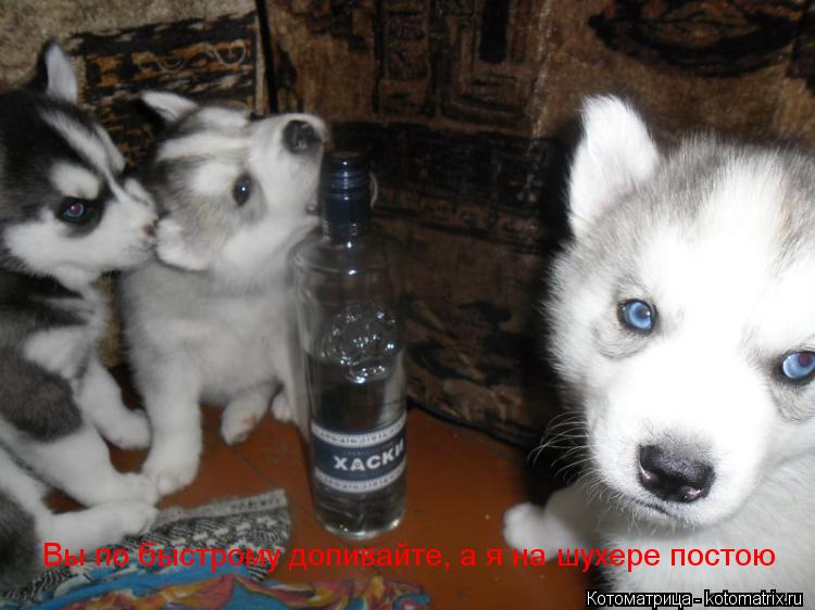 Котоматрица: Вы по быстрому допивайте, а я на шухере постою