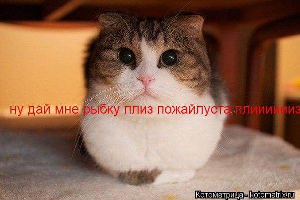Котоматрица: ну дай мне рыбку плиз пожайлуста плииииииз