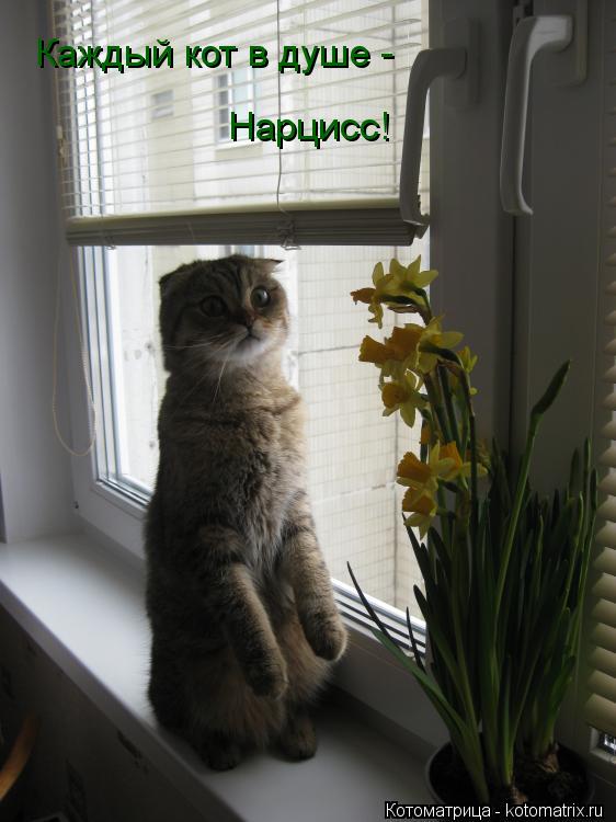 Котоматрица: Каждый кот в душе - Нарцисс!