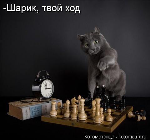 Котоматрица: Шарик, твой ход -Шарик, твой ход
