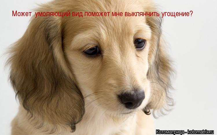 Котоматрица: Может  умоляющий вид поможет мне выклянчить угощение?