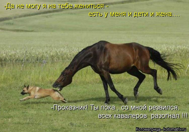 Котоматрица: -Да не могу я на тебе жениться - есть у меня и дети и жена.... -Проказник! Ты пока , со мной резвился, всех кавалеров  разогнал !!!
