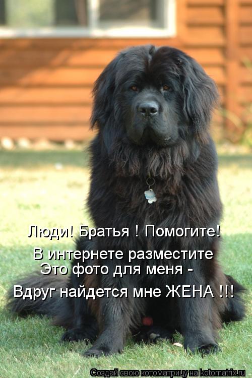 Котоматрица: Люди! Братья ! Помогите! В интернете разместите Это фото для меня - Вдруг найдется мне ЖЕНА !!!