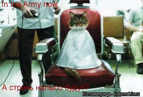Котоматрица: In the Army now А стричь налысо будут?