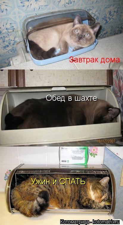 Котоматрица: Завтрак дома Обед в шахте  Ужин и СПАТЬ