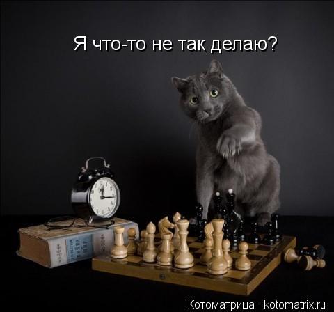 Котоматрица: Я что-то не так делаю?