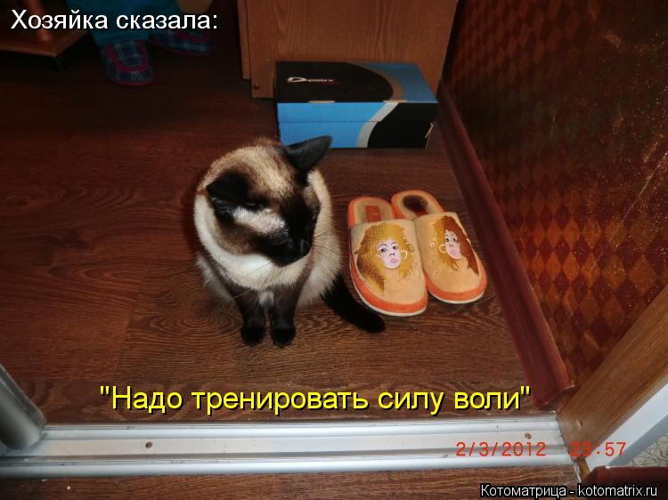 Котоматрица: Хозяйка сказала: "Надо тренировать силу воли"