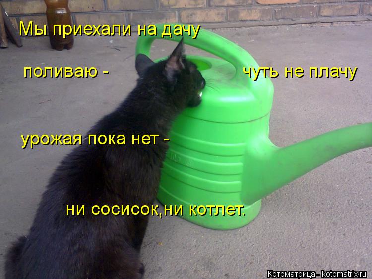 Котоматрица: Мы приехали на дачу поливаю -                           чуть не плачу урожая пока нет - урожая пока нет - ни сосисок,ни котлет.