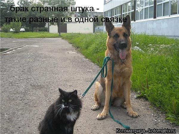Котоматрица: брак странная штука -  такие разные и в одной связке