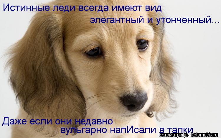 Котоматрица: элегантный и утонченный... Истинные леди всегда имеют вид Даже если они недавно вульгарно напИсали в тапки