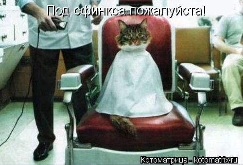 Котоматрица: Под сфинкса пожалуйста!