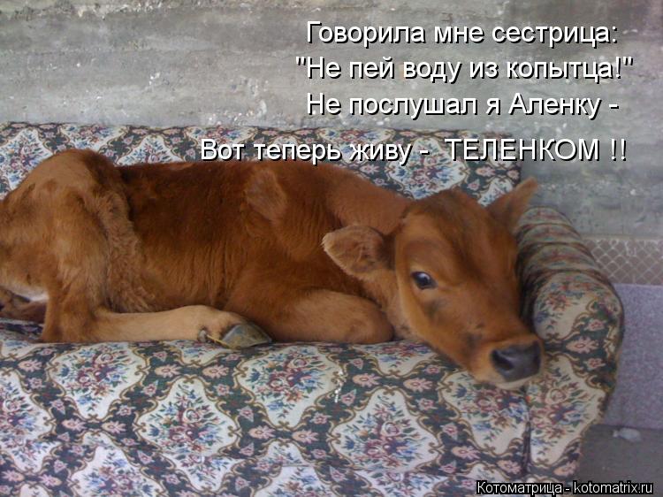 Котоматрица: Говорила мне сестрица: "Не пей воду из копытца!" Не послушал я Аленку - Вот теперь живу -  ТЕЛЕНКОМ !!