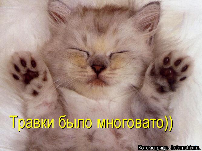 Котоматрица: Травки было многовато))