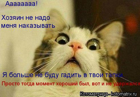Котоматрица: Просто тогда момент хороший был, вот и не удержался Аааааааа! Хозяин не надо  меня наказывать Я больше не буду гадить в твои тапки.