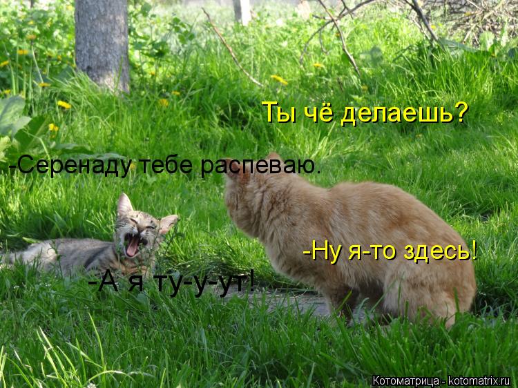 Котоматрица: Ты чё делаешь? -Серенаду тебе распеваю. -Ну я-то здесь! -А я ту-у-ут!