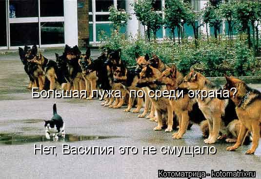 Котоматрица: Большая лужа, по среди экрана? Нет, Василия это не смущало