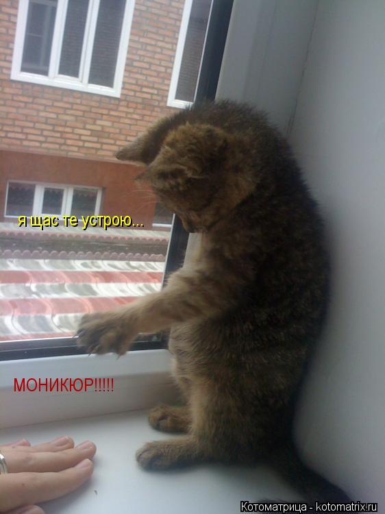Котоматрица: я щас те устрою... МОНИКЮР!!!!!
