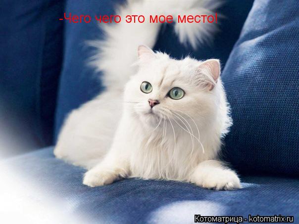 Котоматрица: -Чего чего это мое место!