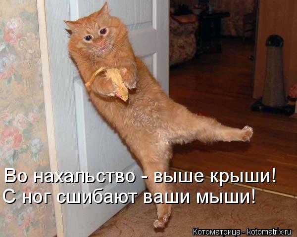 Котоматрица: Во нахальство - выше крыши! С ног сшибают ваши мыши!