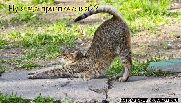 Котоматрица: Ну и где приключения??