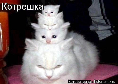 Котоматрица: Котрешка