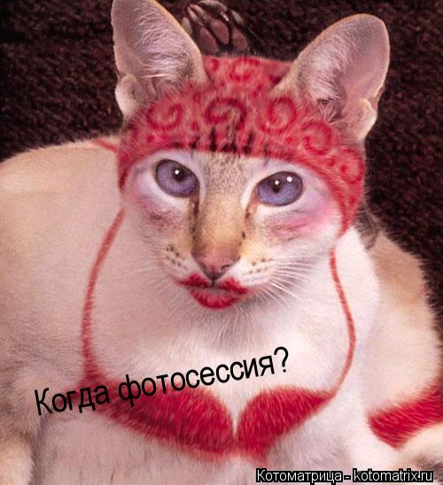 Котоматрица: Когда фотосессия?