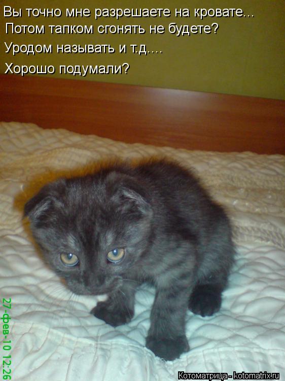 Котоматрица: Потом тапком сгонять не будете? Вы точно мне разрешаете на кровате... Уродом называть и т.д.... Хорошо подумали?