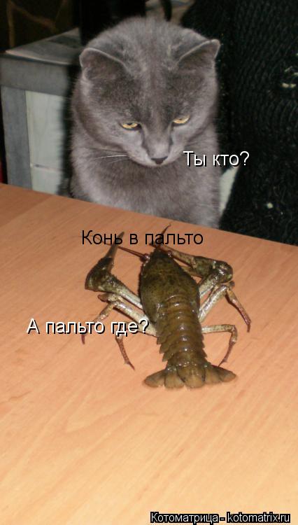 Котоматрица: Ты кто? Конь в пальто А пальто где?