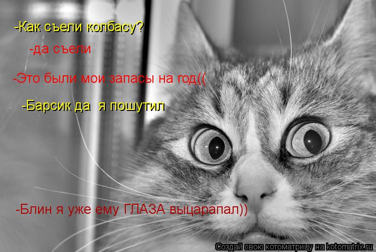 Котоматрица: -Как съели колбасу? -да съели -Это были мои запасы на год(( -Барсик да  я пошутил -Блин я уже ему ГЛАЗА выцарапал))
