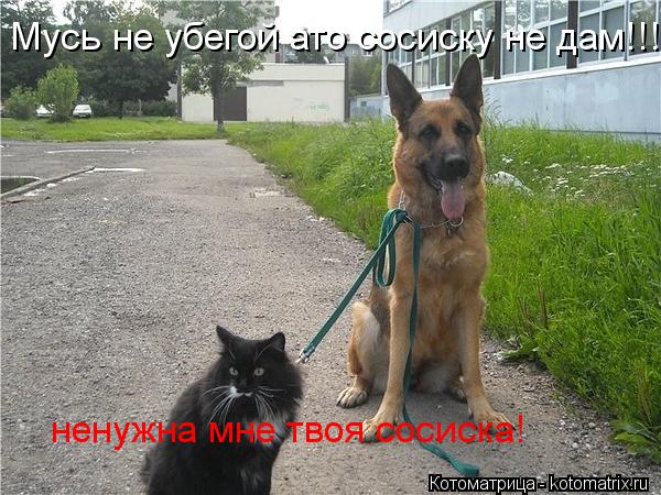 Котоматрица: Мусь не убегой ато сосиску не дам!!! ненужна мне твоя сосиска!