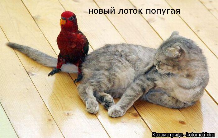 Котоматрица: новый лоток попугая