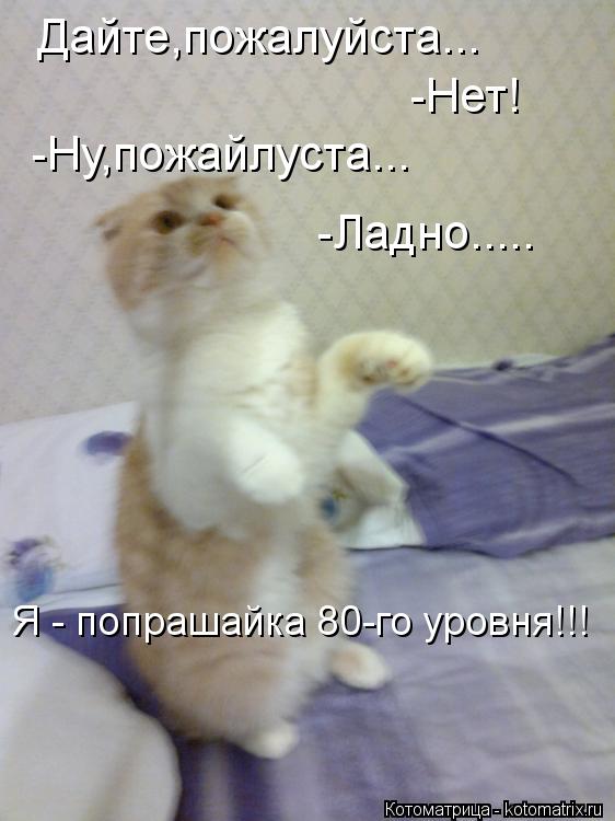 Котоматрица: Я - попрашайка 80-го уровня!!! Дайте,пожалуйста...  -Нет! -Ну,пожайлуста... -Ладно.....