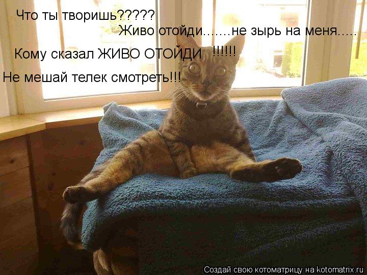 Котоматрица: Что ты творишь????? Живо отойди.......не зырь на меня..... Кому сказал ЖИВО ОТОЙДИ !!!!!! Не мешай телек смотреть!!!