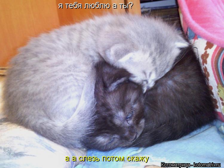 Котоматрица: я тебя люблю а ты? а а слезь потом скажу