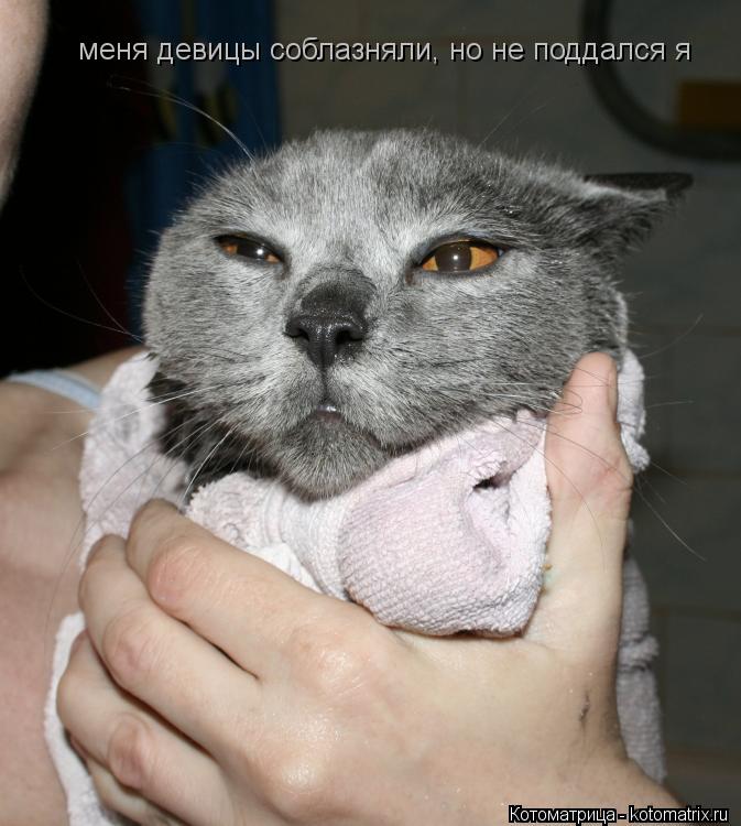 Котоматрица: меня девицы соблазняли, но не поддался я