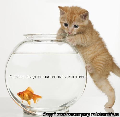 Котоматрица: Оставалось до еды литров пять всего воды