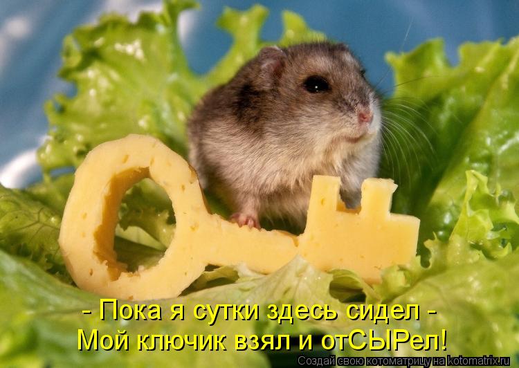 - Пока я сутки здесь сидел - Мой ключик взял и отСЫРел!... Котоматрица: - Пока я сутки здесь сидел - Мой ключик взял и отСЫРел!